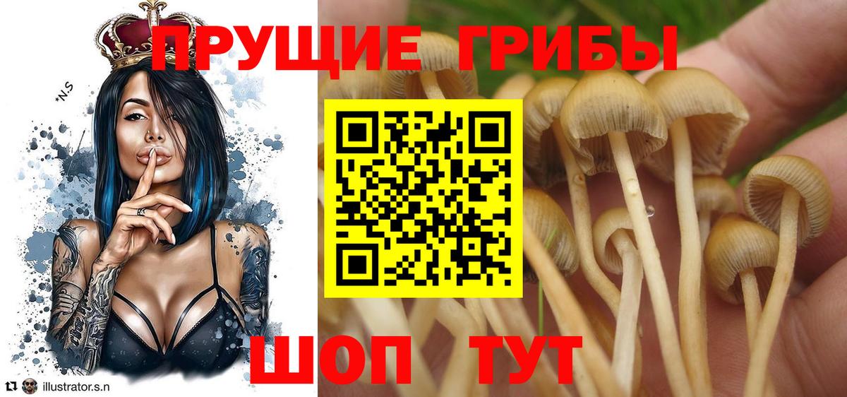 Псилоцибиновые грибы ЛСД Кизляр